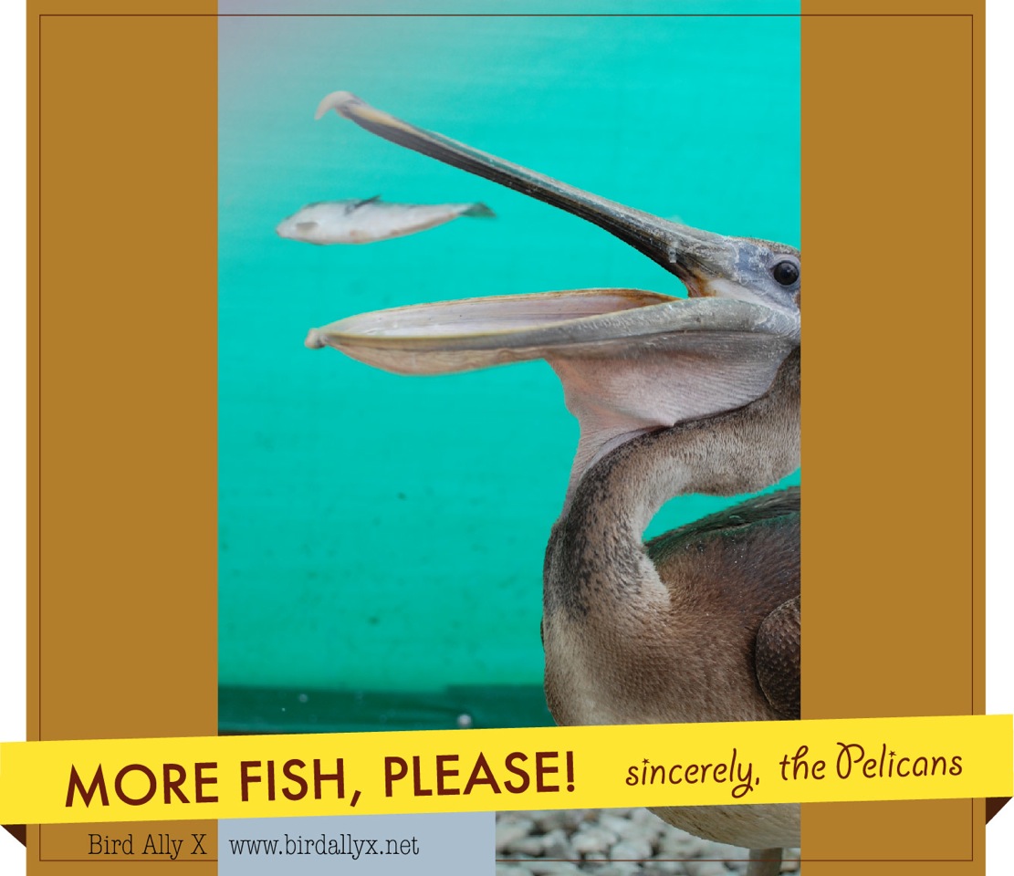 More fish, please! Bird Ally X