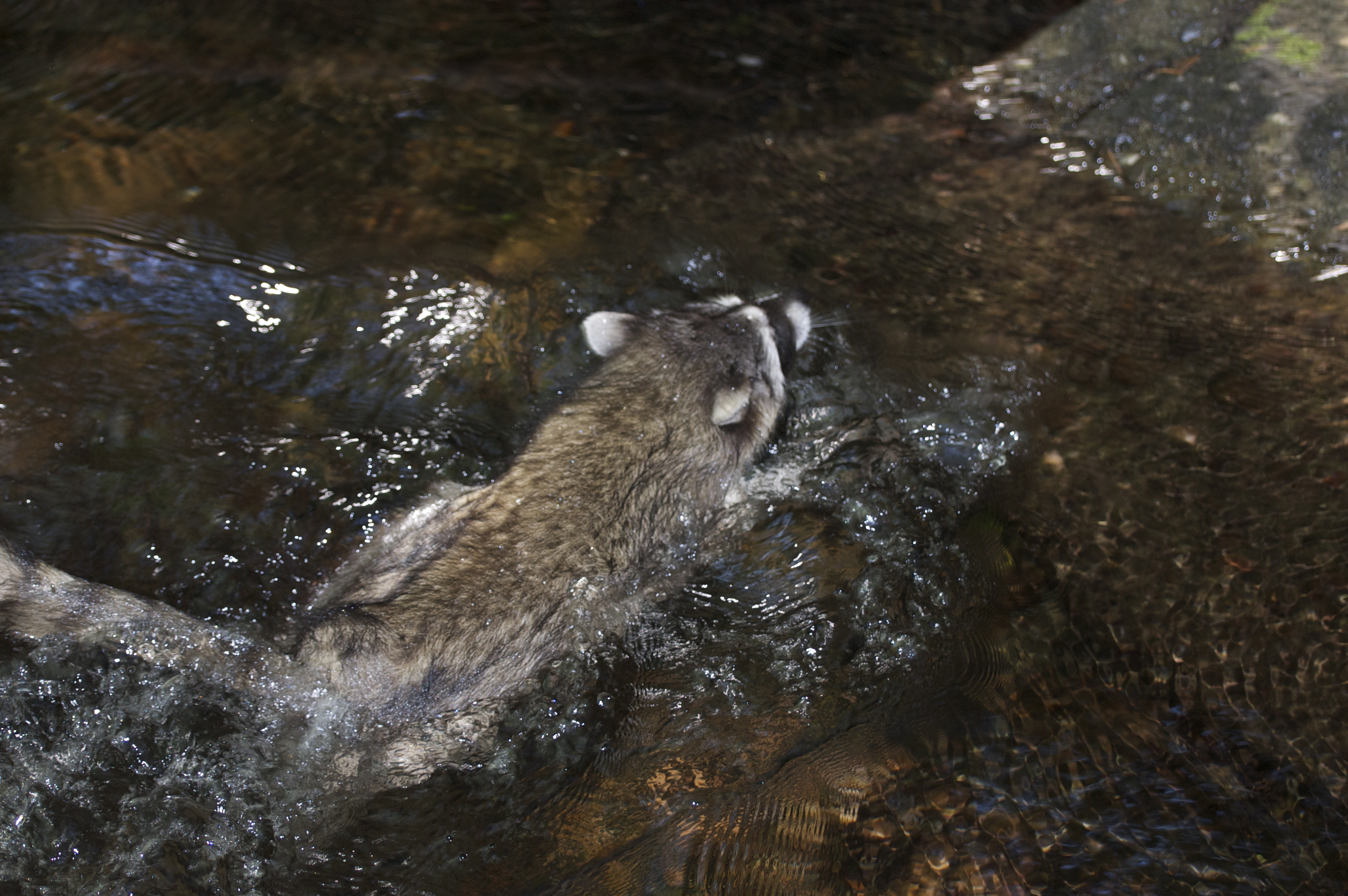 first raccoon release 2014 - 032