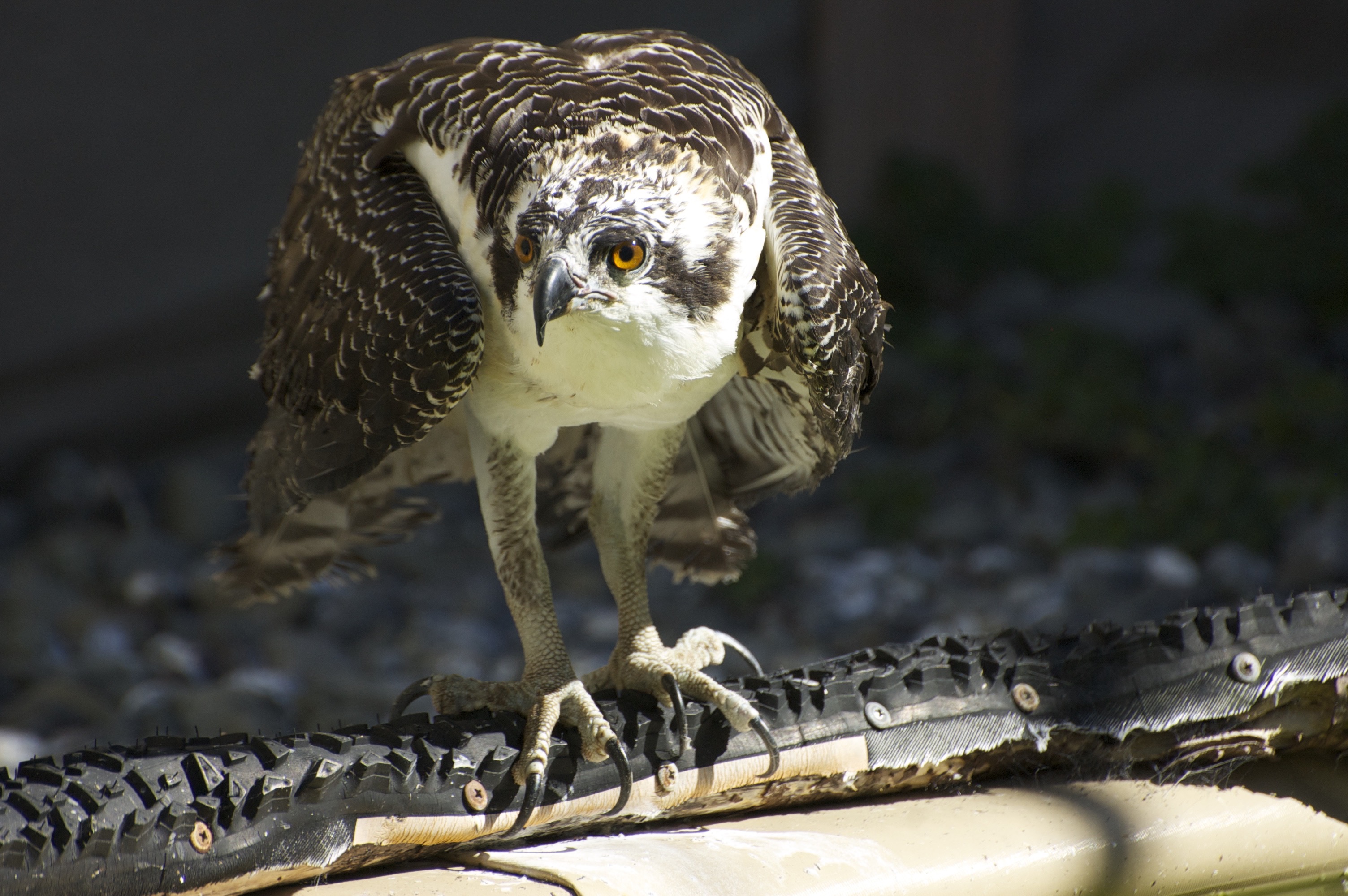 osprey fishing