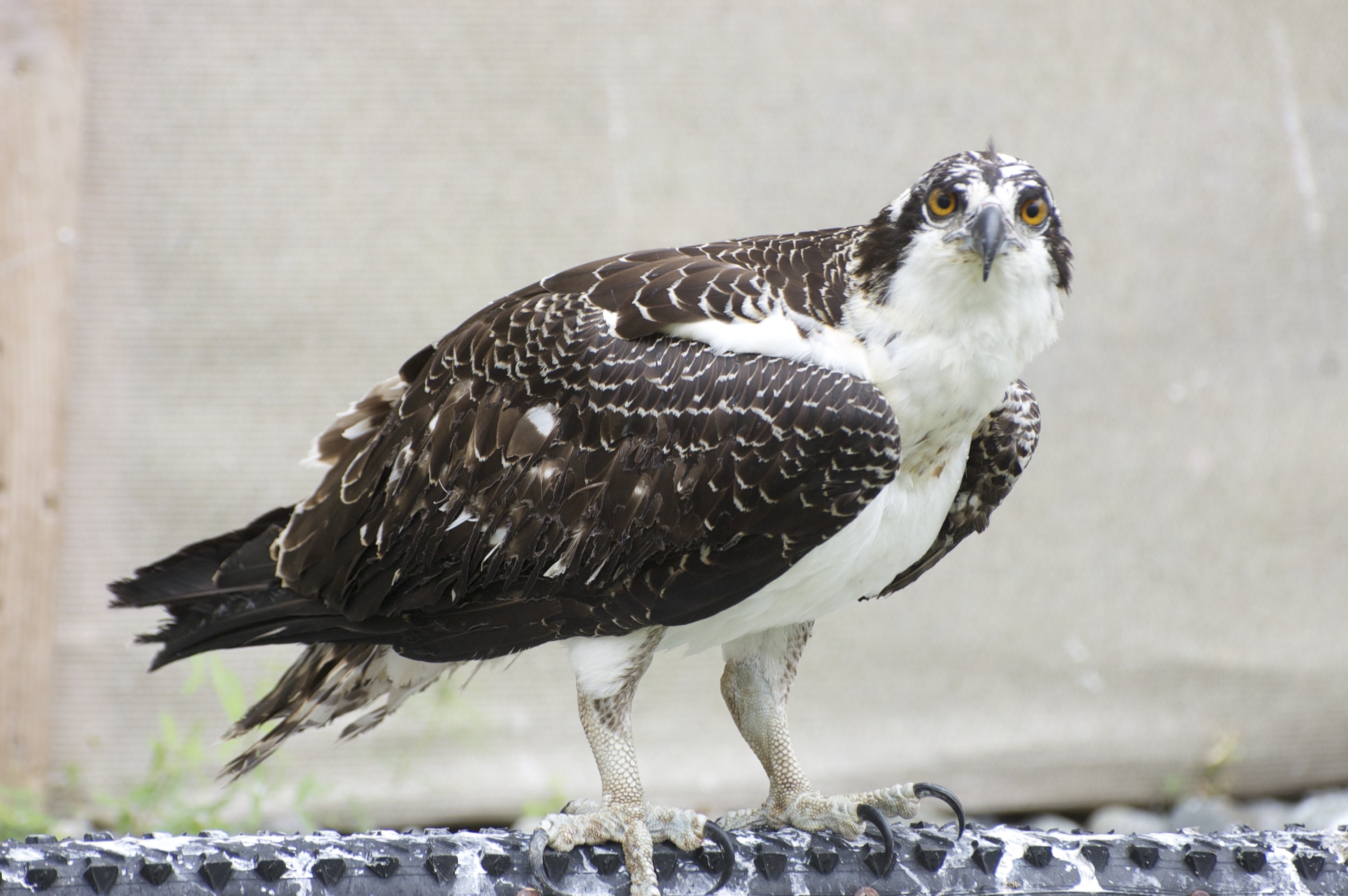 osprey with fish