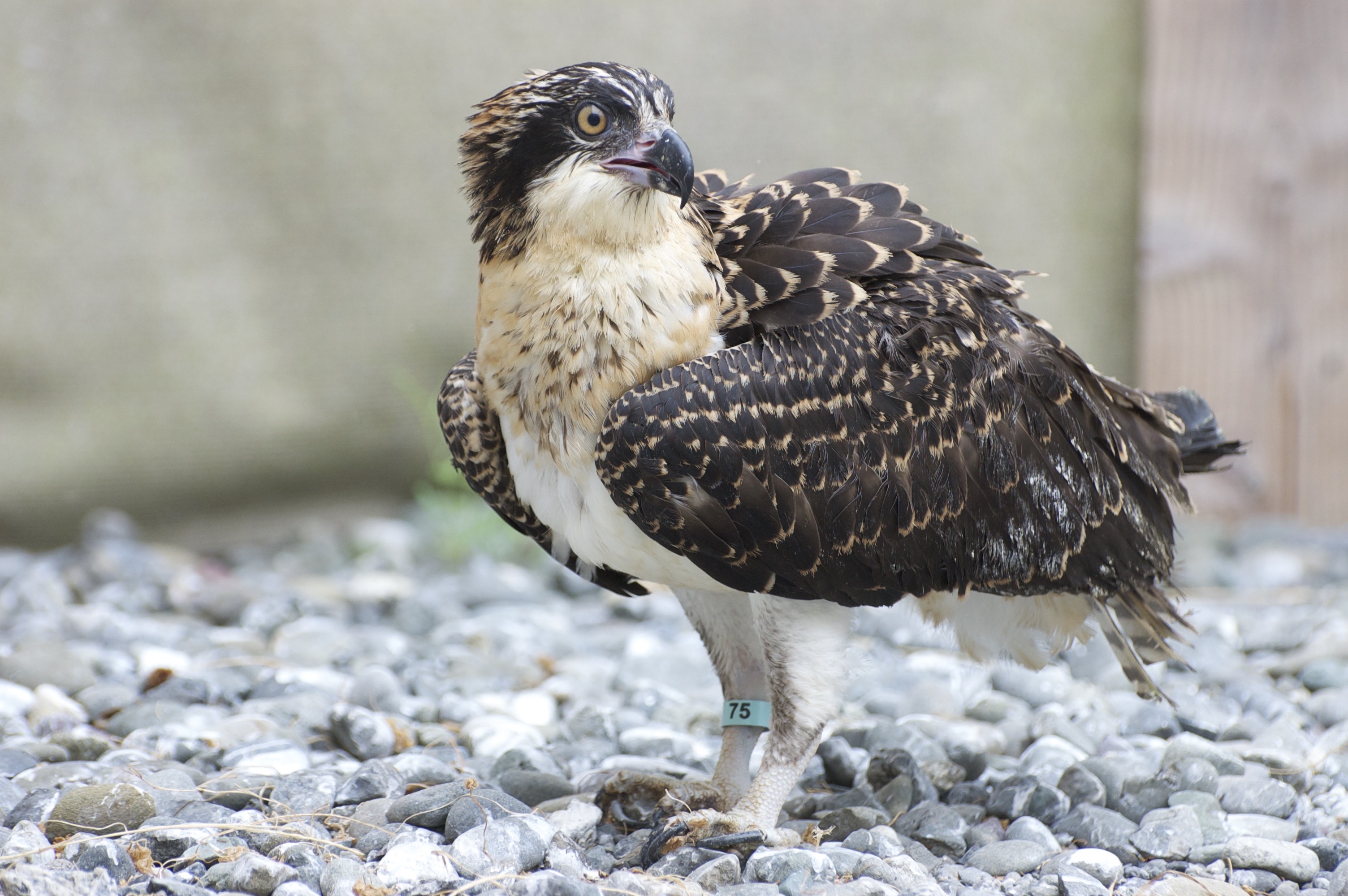 juvenile osprey pictures