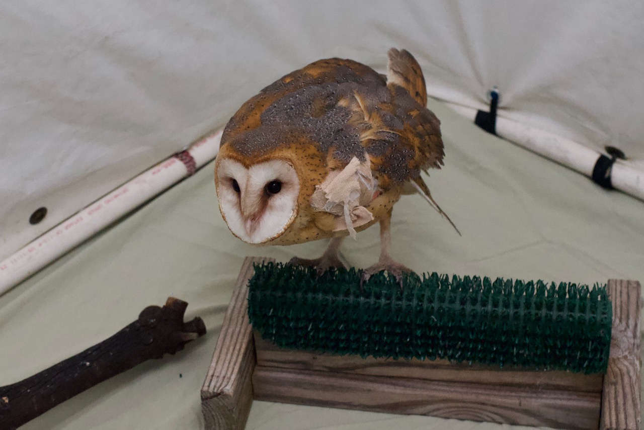 A Barn Owl S Broken Wing Heals Bird Ally X