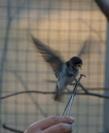 Feeding a Bird