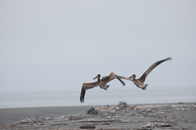 humboldt rescue birds