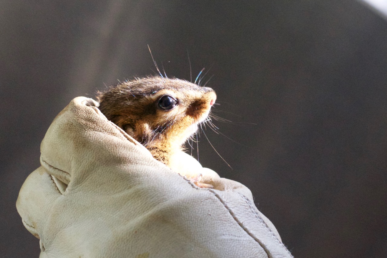 The Shadow Chipmunk – Bird Ally X