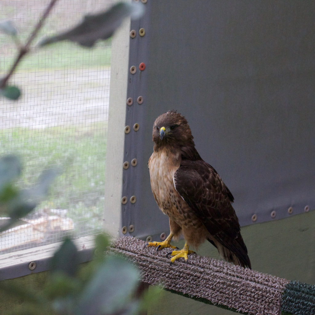 Peregrine Falcon Bird Ally X