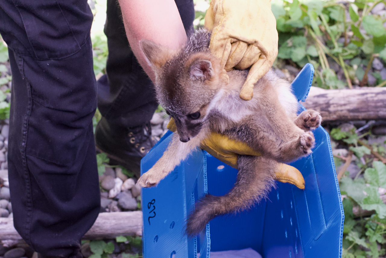 Gray Fox kits june 2020 3 of 25 Bird Ally X