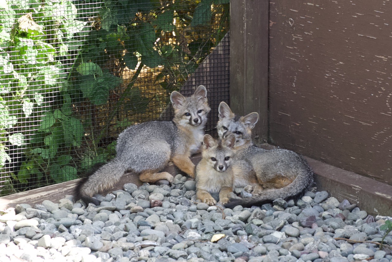 Gray Fox Kits Selection 17 Of 53 Bird Ally X