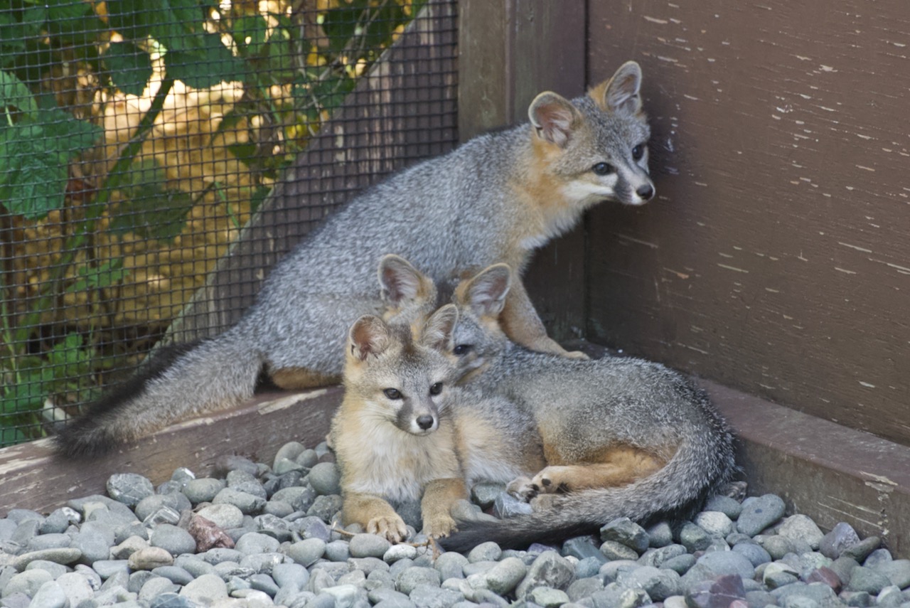 gray-fox-kits-selection-18-of-53-bird-ally-x