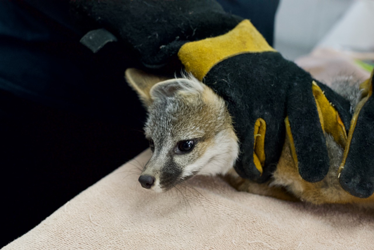 Gray Fox Kits Selection 28 Of 53 Bird Ally X