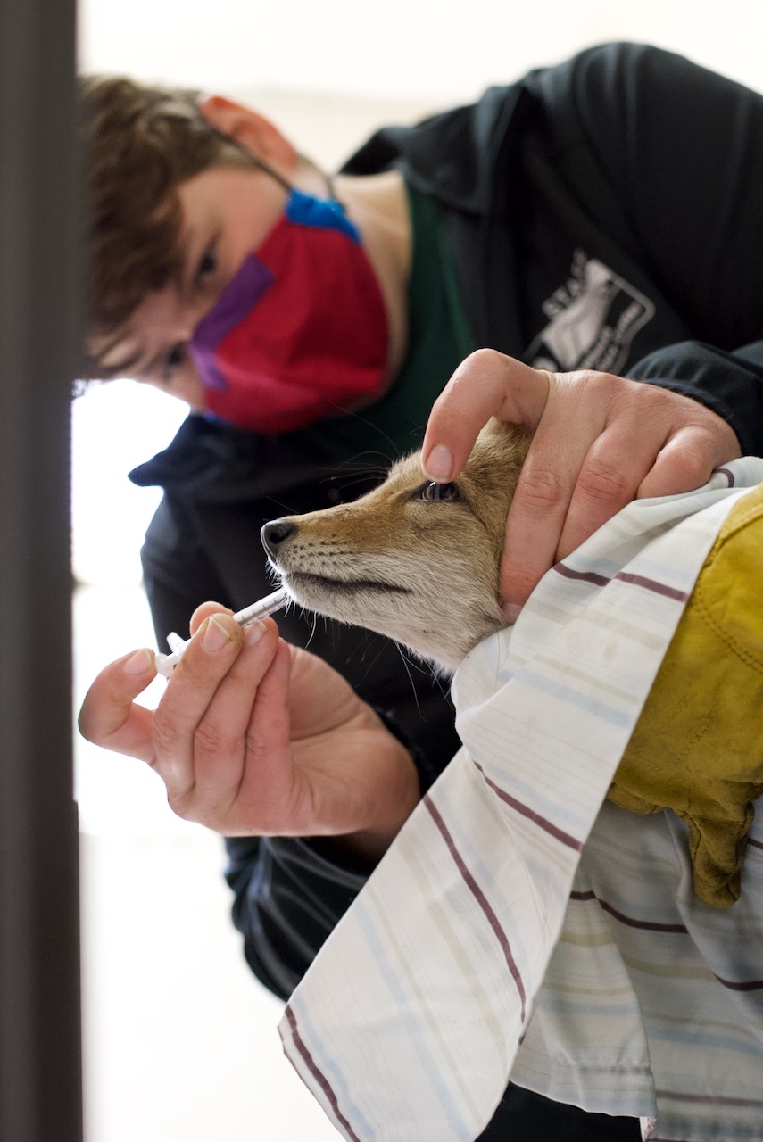 Ethics In Wildlife Rehabilitation: A Workshop For Wildlife ...