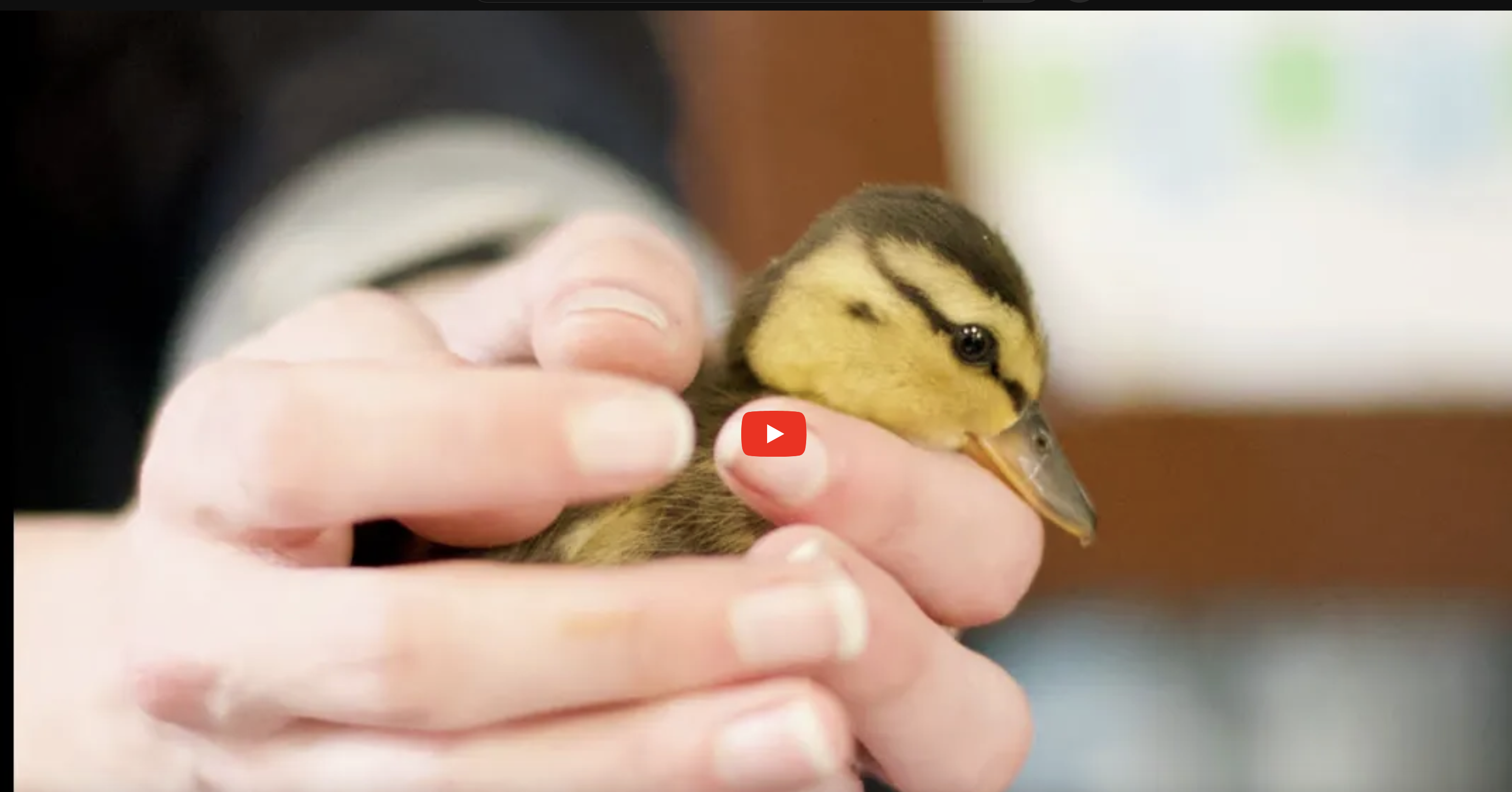 A glance inside our clinic after a year in our new location! – Bird Ally X